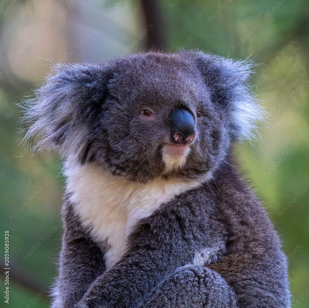 Obraz premium koala in a tree