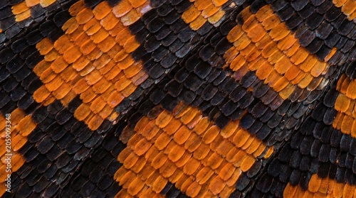 Macro Close-up of Monarch Butterfly Wing Scales