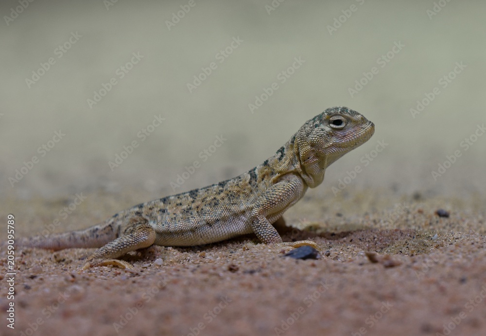 Fototapeta premium lizard on the rock