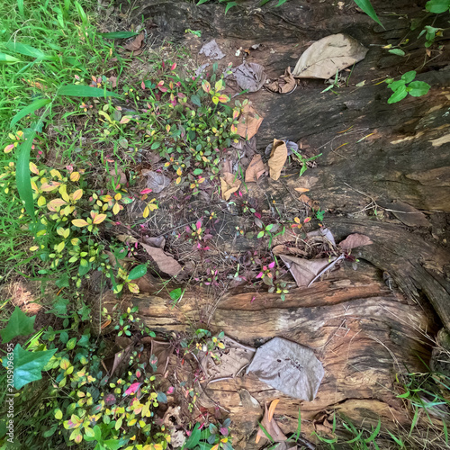 Close-Up of Small Colorful Plants Growing on a Decaying Fallen Tree Trunk