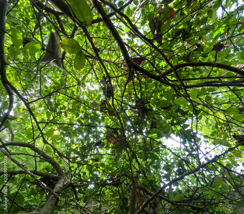Low-Angle View Through Dense Green Tree Canopy and Branches