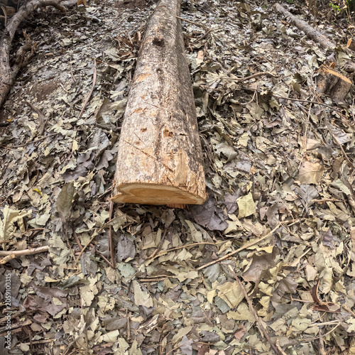 Freshly Cut Log Lying on Dried Leaves and Forest Floor
