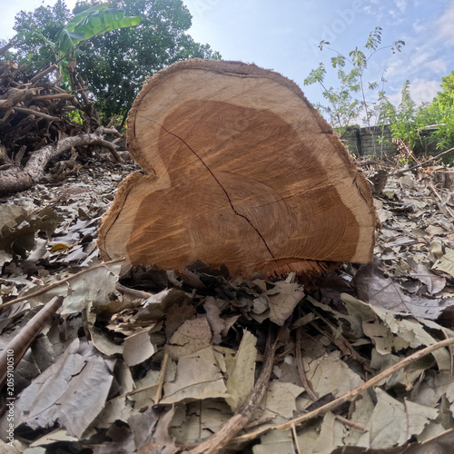 Freshly Cut Large Tree Log Segment on Forest Floor with Fallen Leaves