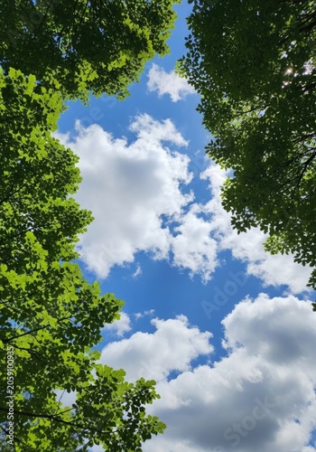 Serene forest canopy with lush green leaves and blue sky