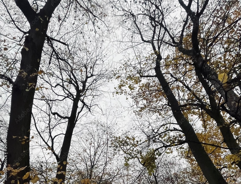 Fototapeta premium trees in the autumn