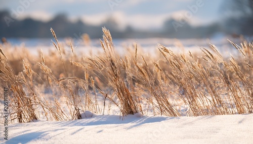 Close Up Of Dry Grass In Snowy Field
