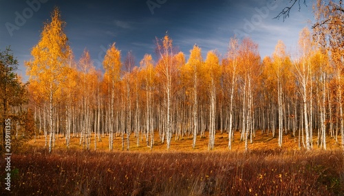 Birch Trees In Autumn