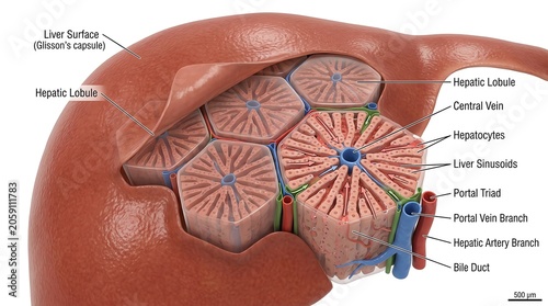 Detailed Anatomy of the Human Liver and Biliary System.