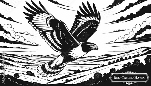 Bild auf Leinwand Very beautiful black-and-white engraved vector illustration featuring RED-TAILED