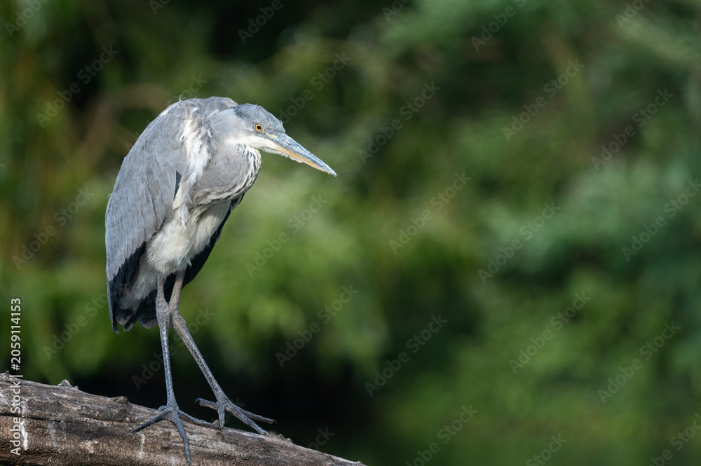Fototapeta premium Watchful Grey Heron Standing on Log Against Green Natural Background