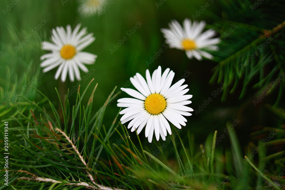 Obraz premium White Daisy Flowers Blooming Among Pine Branches in Summer Garden
