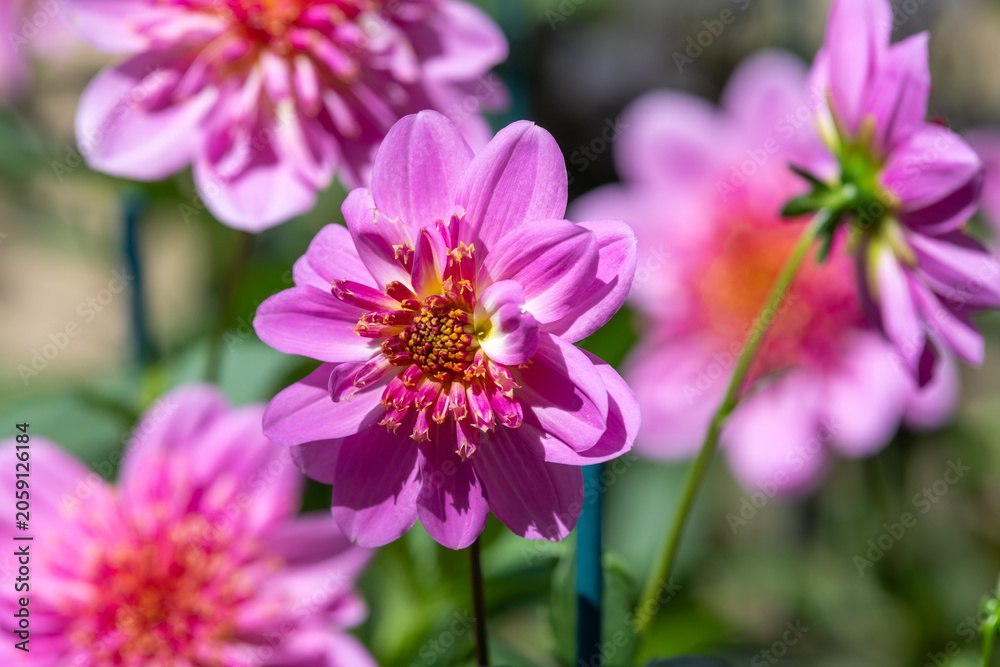 Fototapeta premium Close up of a starburst pink dahlia in bloom