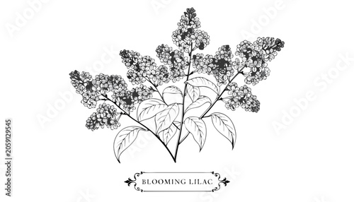 Fotografie Very beautiful black-and-white engraved vector illustration featuring a BLOOMING