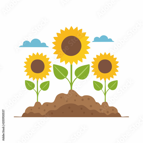 Three sunflowers growing in soil with clouds in the background