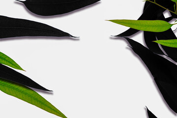 Contrasting green and dark foliage on a blank white surface, creating a natural border
