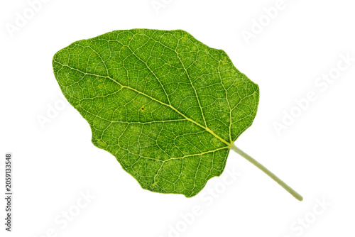 Fresh green leaf isolated on a transparent background, showcasing intricate natural venation