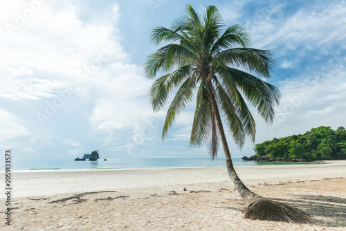 Coconut tree on a tropical island with beautiful beach. Nature background.