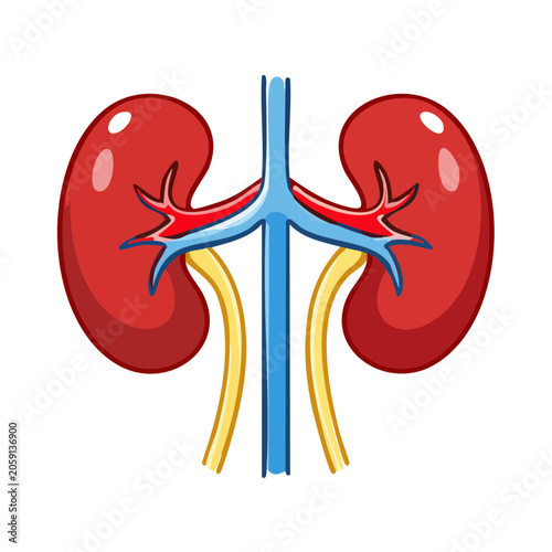 Illustration of human kidneys with arteries and veins