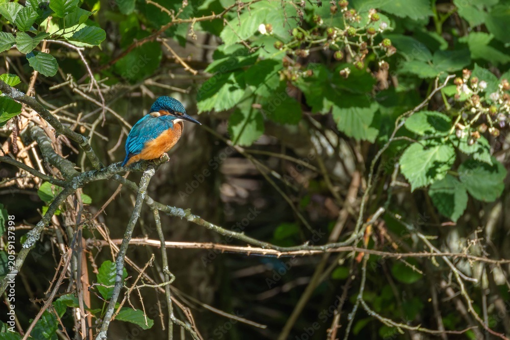 Obraz premium Common kingfisher perched on branch in green natural habitat