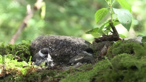  cincia bigia (Poecile palustris) gray tit