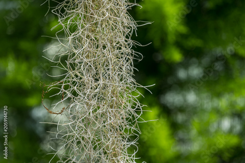Cuadro en lienzo Beautiful grey Spanish moss plant (Tillandsia usneoides).