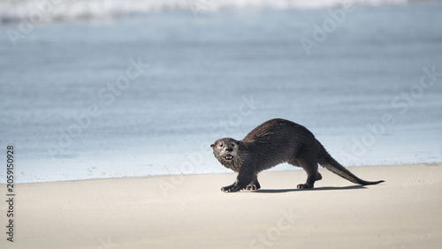Foto A North American River Otter At The Beach  (Lontra Canadensis)