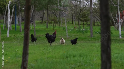 Black and white hens and a black rooster wander across a grassy field, pecking at food. A domestic breed of free-range chicken. High quality FullHD footage