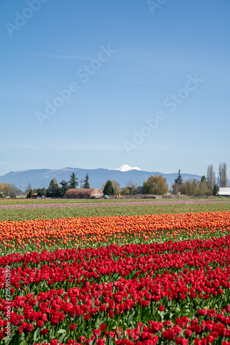 Bild auf Leinwand Mountain Flowers
