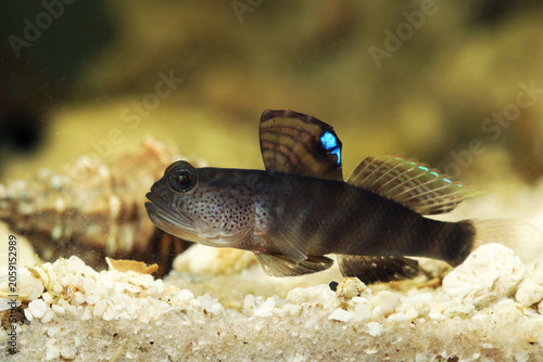 Flagfin prawn goby, flagfin shrimp goby or smiling goby (Mahidolia mystacina)