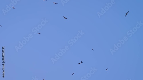 Seagulls are flying in the clear blue sky in the evening. Freedom, wildlife and nature concept