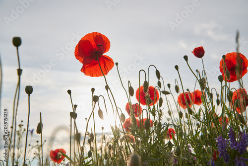 Vibrant red poppies and wild herbs growing in a field at sunset. Low angle view of summer nature in golden hour light.