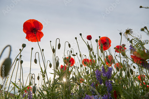 Vibrant red poppies and wild herbs growing in a field at sunset. Low angle view of summer nature in golden hour light.