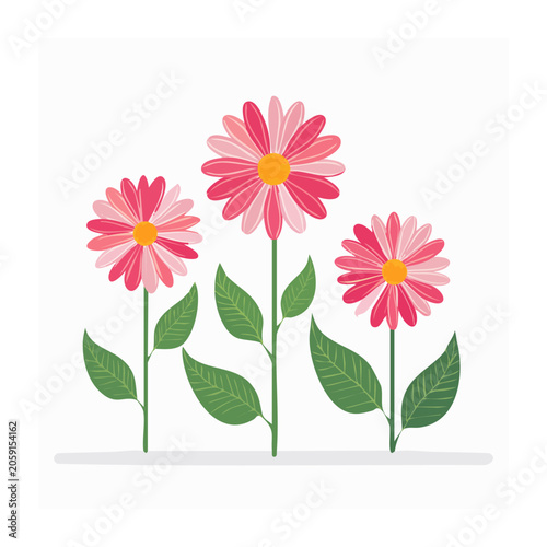 Three Pink Daisies with Green Leaves on White Background