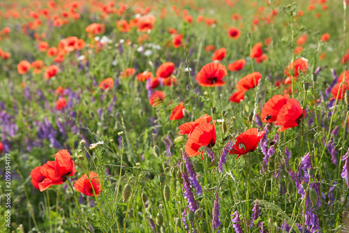 Shallow depth of field shot of vibrant red poppy flowers blooming in a summer field. Close-up of a honeybee gathering pollen on wild chamomile background.