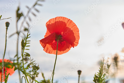 Vibrant red poppies and wild herbs growing in a field at sunset. Low angle view of summer nature in golden hour light.