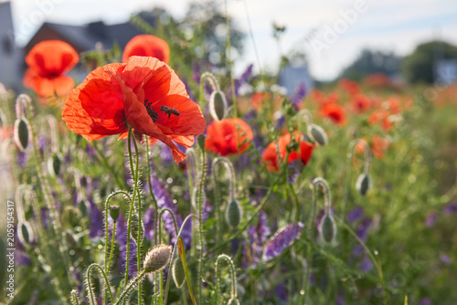 Macro shot of a honeybee flying near a blooming red poppy flower. Summer field landscape with purple wildflowers background and morning sunlight.