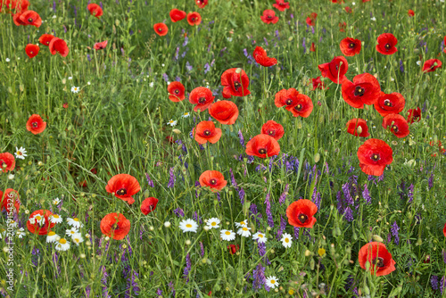 Natural background of a vibrant wild meadow with blooming red poppy flowers and white daisies. Summer field texture for design.