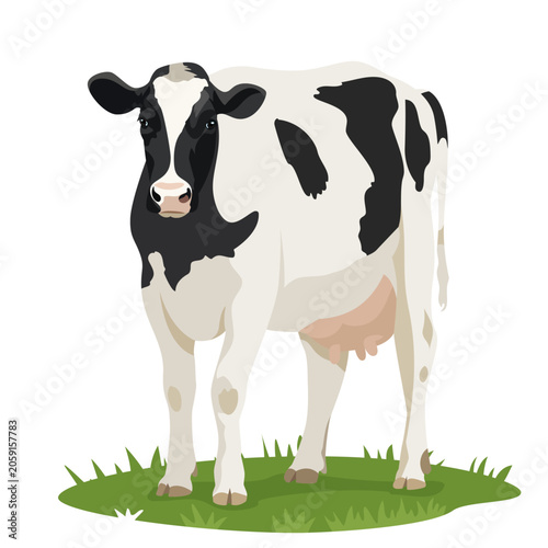 Vector black and white cow standing on grass field. Farm cattle animal design element for dairy farm, meat packaging