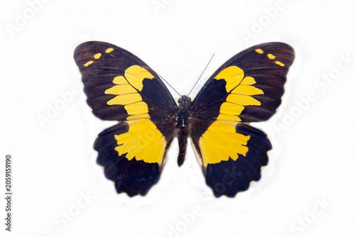 Euhenor sailboat butterfly with beautiful cocoon wings isolated on a white background. Wildlife fauna insects.