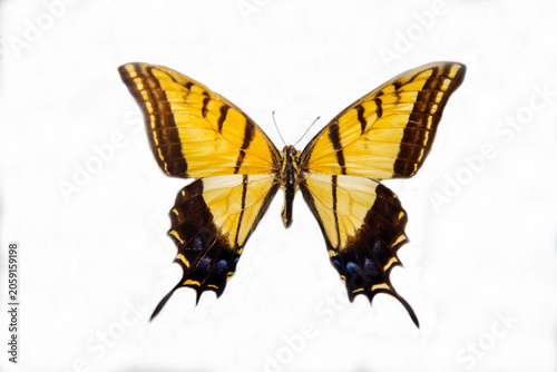 The sailboat butterfly is multi-spurred with beautiful wings with a cocoon isolated on a white background. Wildlife fauna insects.