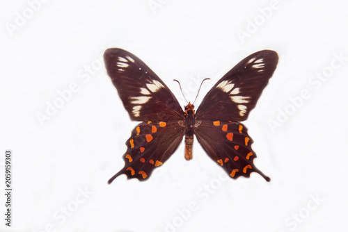 Hector Sailboat butterfly with beautiful cocoon wings isolated on a white background. Wildlife fauna insects.