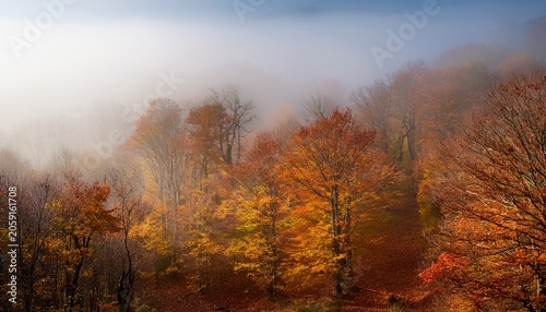 Autumn Forest In Fog