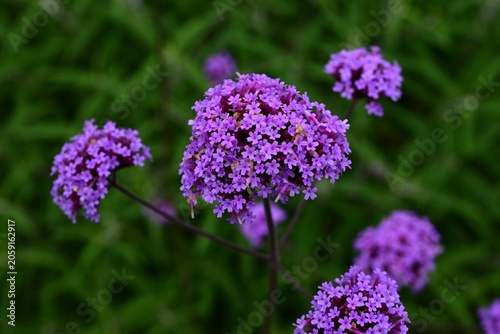 Fotografie Purpletop vervain (Verbena bonariensis) flowers