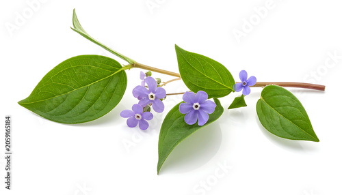 Isolated branch with purple flowers and green leaves, botanical element for nature decor
