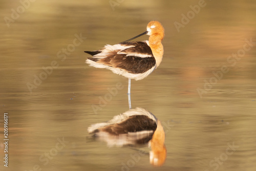 An American avocet (Recurvirostra americana) preens on one leg at Shugru Reservoir, Lassen County, California, with a mirror reflection.