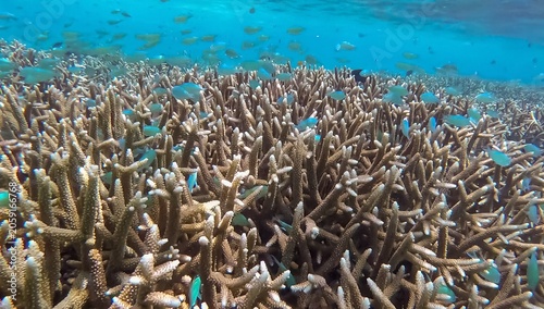 Staghorn coral on reef ecosystem with shoals of blue-green chromis fish in tropical waters of Bougainville Island in Papua New Guinea