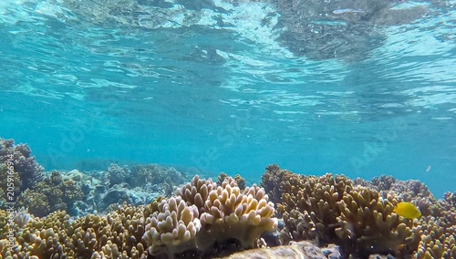 Tableau sur toile Scenic underwater scene coral reef and tropical fish in tropical crystal clear t