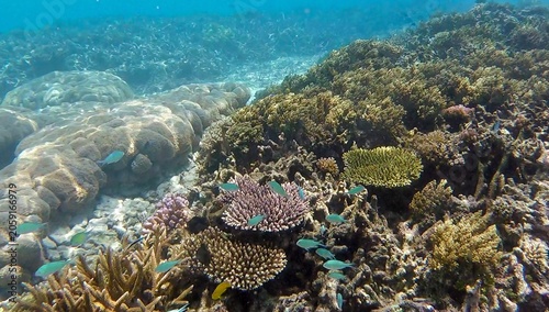 Canvas-taulu Underwater coral reef ecosystem with healthy soft corals and blue-green chromis