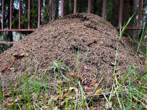 A large forest anthill made of coniferous litter near a metal fence.