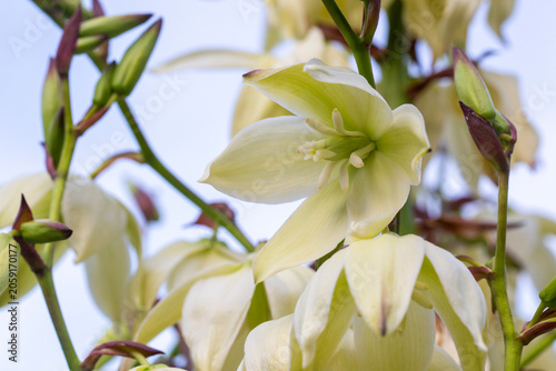 Beautiful White Yucca Plant...
